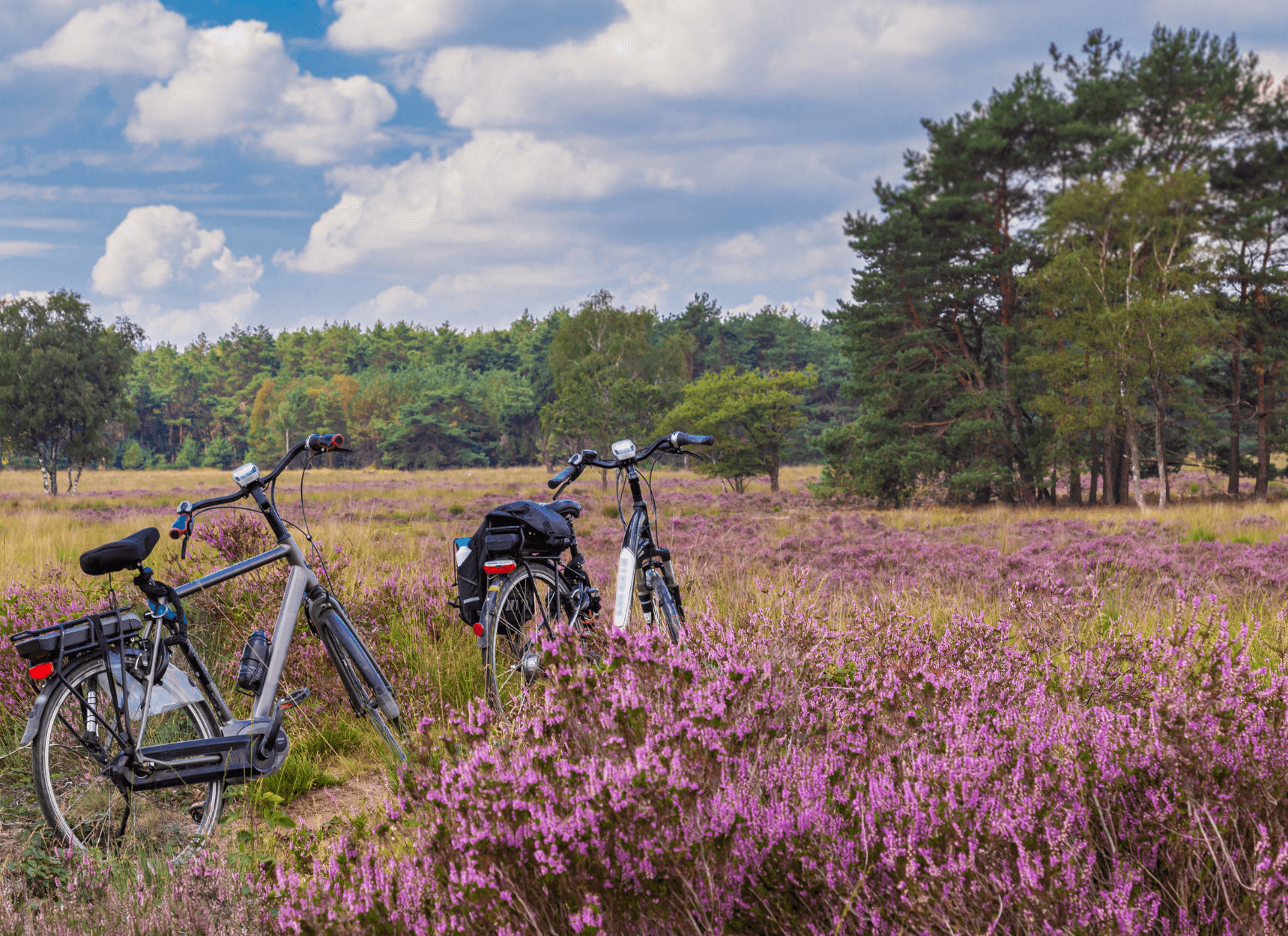 Fietsen Nationaal park.png