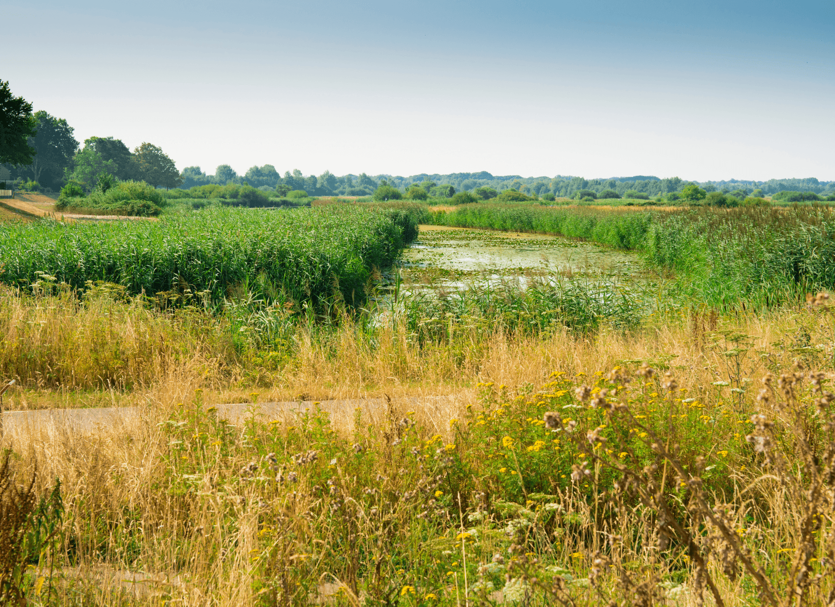 Het Bossche Broek.png