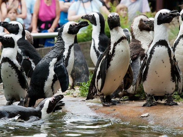 pinguin-1.jpg